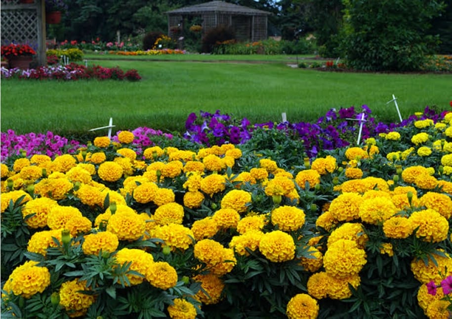 Marigold Farming