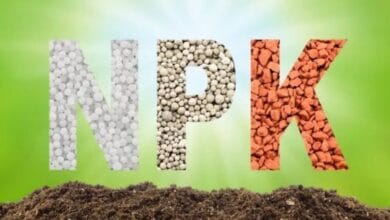 Organic NPK Fertilizers