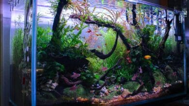 Nutrient Deficiency Chart for Aquarium Plants