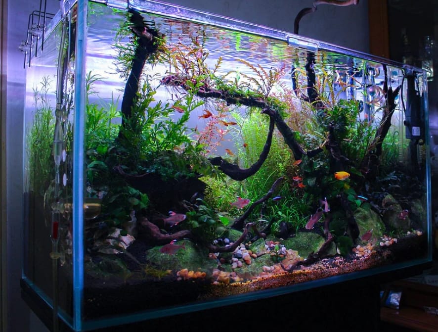 Nutrient Deficiency Chart for Aquarium Plants