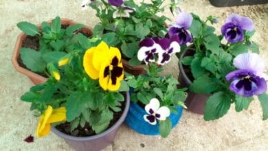 Pansy Plant