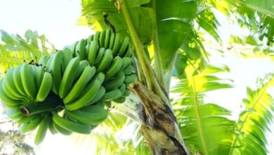 Banana Planting