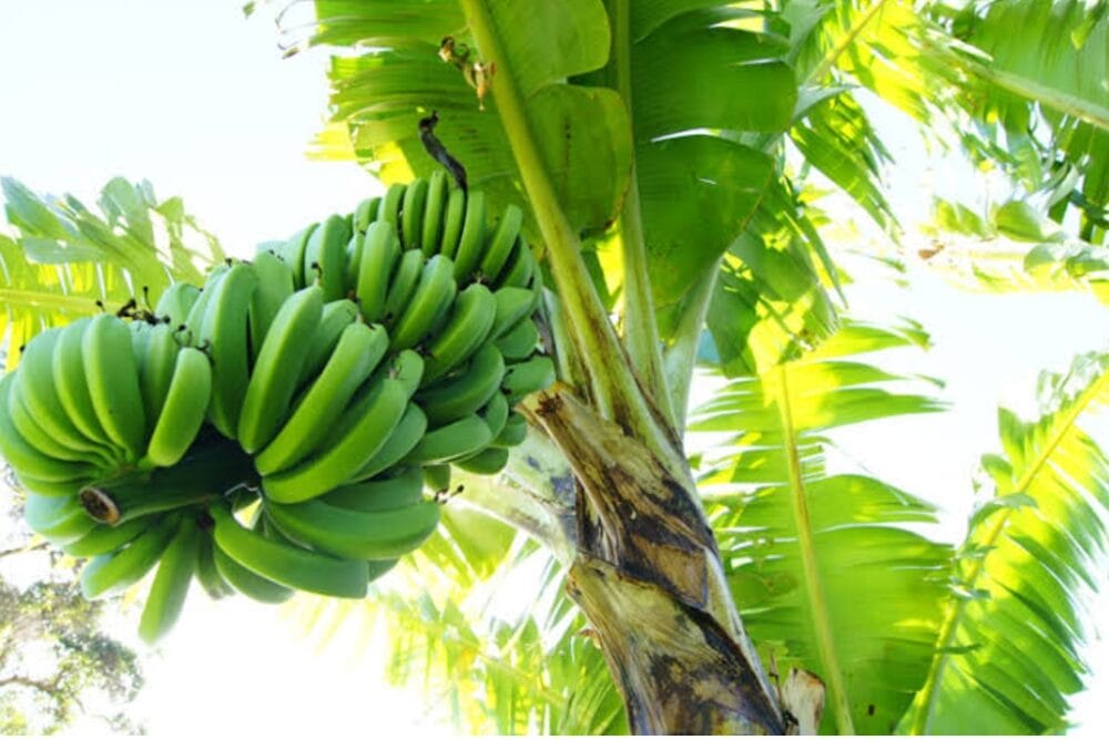 Banana Planting