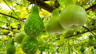 Gourd Vegetables