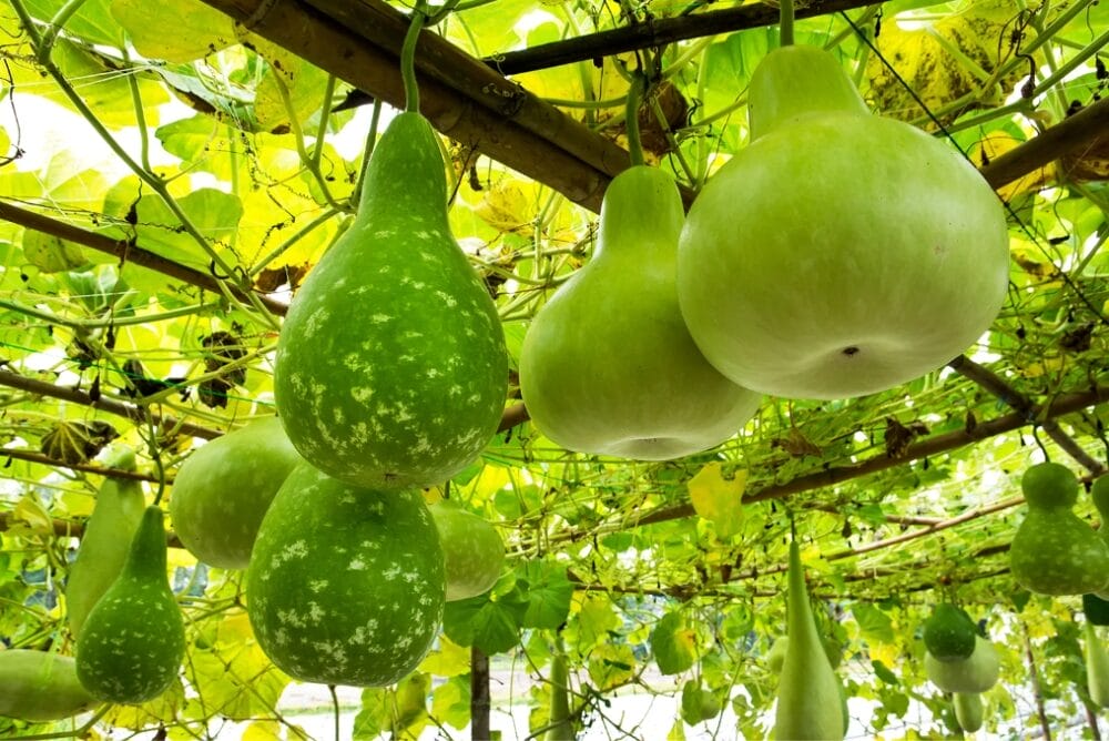 Gourd Vegetables