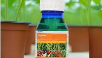 Magister Insecticide