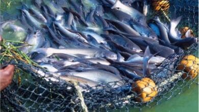 Fish Farming