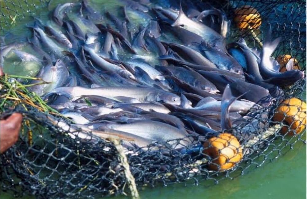 Fish Farming