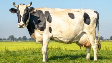 Cow Varieties in India