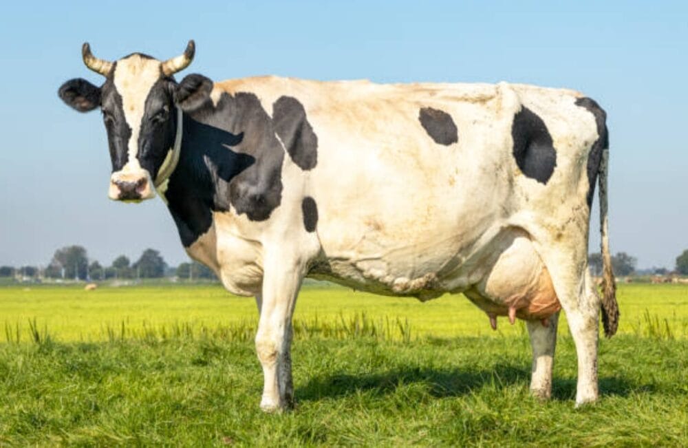 Cow Varieties in India