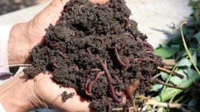Vermicompost Business Plan