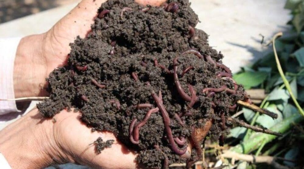 Vermicompost Business Plan