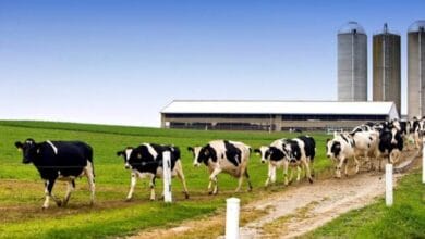 How to Start a Dairy Farm