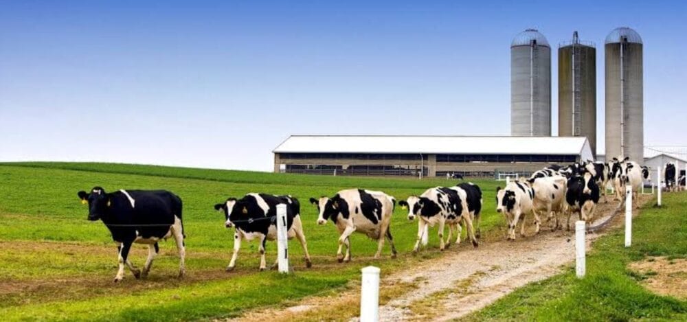 How to Start a Dairy Farm