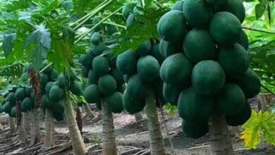 How to Cultivate Papaya