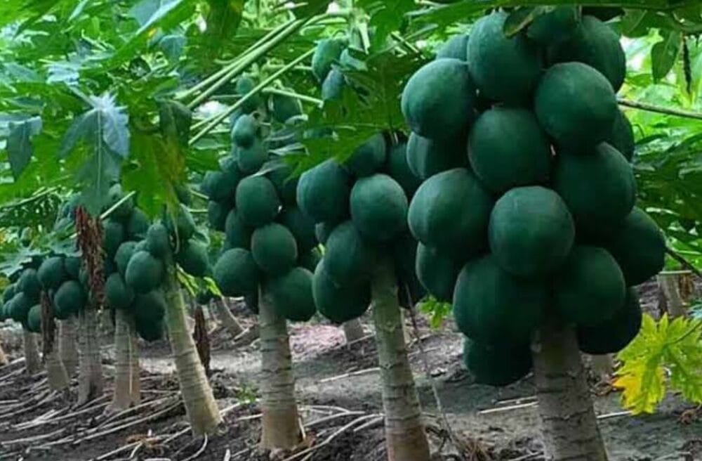 How to Cultivate Papaya