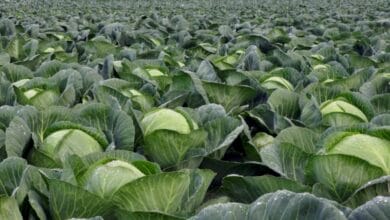 Cabbage Cultivation