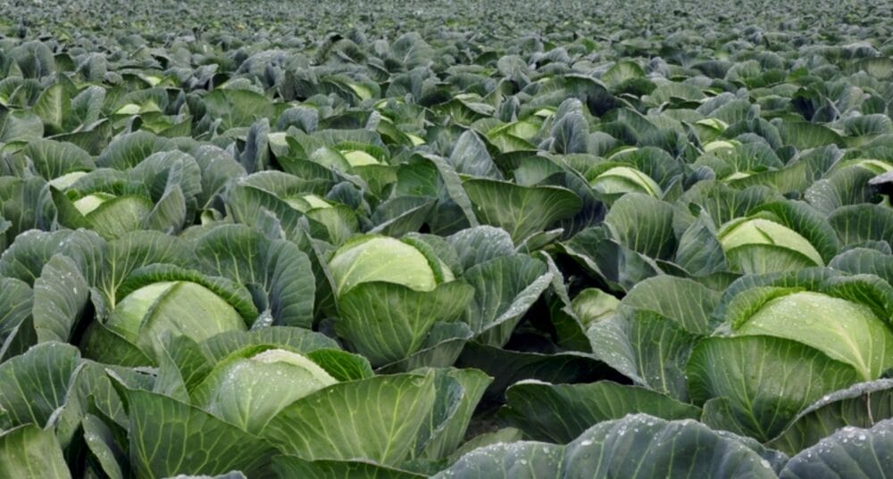 Cabbage Cultivation