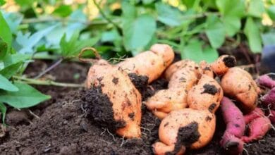 Sweet Potato Farming