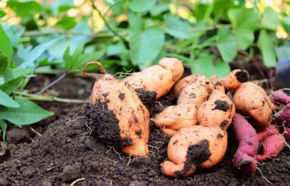 Sweet Potato Farming