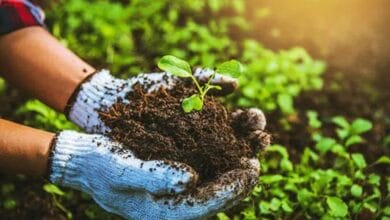 Micronutrient Fertilizers