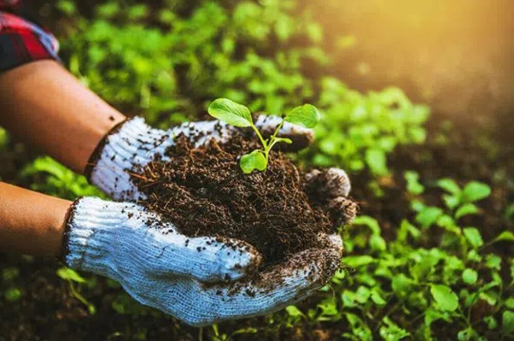 Micronutrient Fertilizers