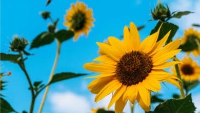 Sunflower Cultivation
