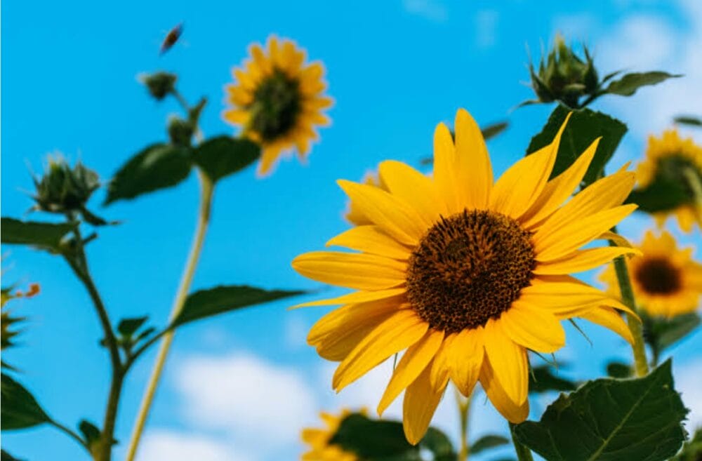 Sunflower Cultivation