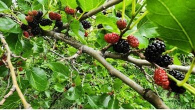 Growing Mulberry Trees