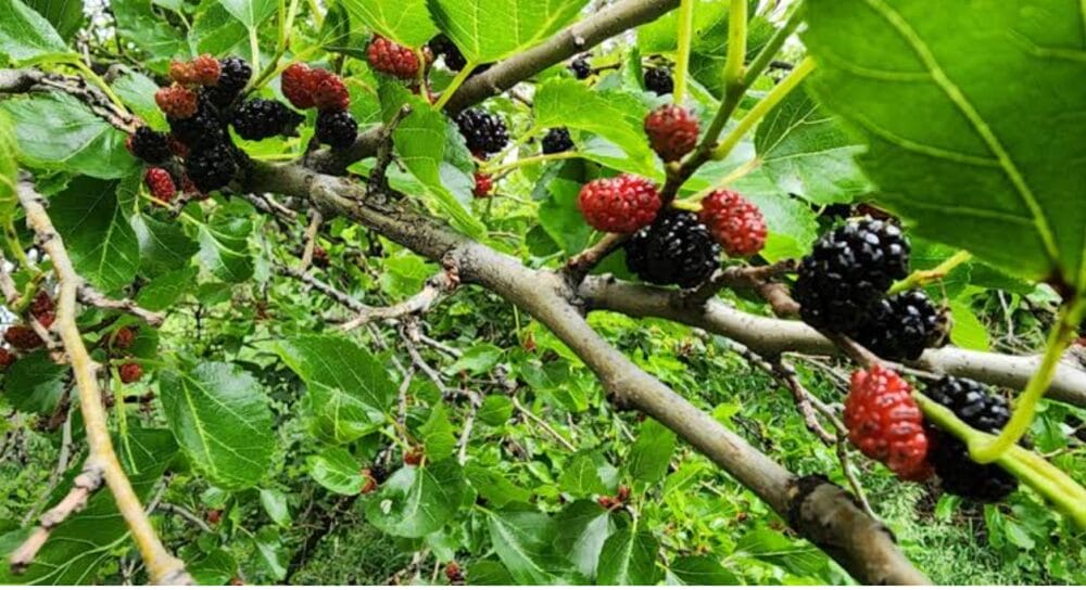 Growing Mulberry Trees