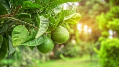 Lime Tree Growing