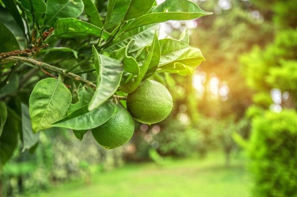 Lime Tree Growing