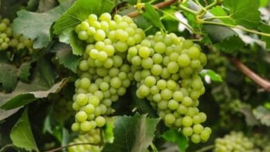 Grapes Farming