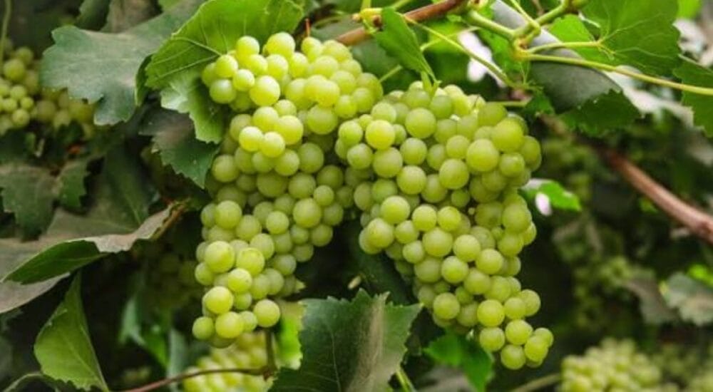 Grapes Farming