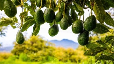 How to Cultivate Avocado Tree