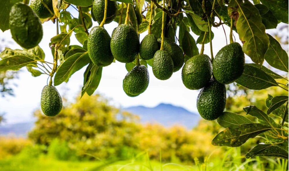How to Cultivate Avocado Tree
