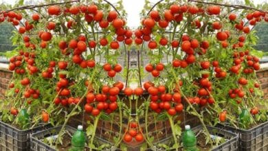 Cherry Tomato Cultivation