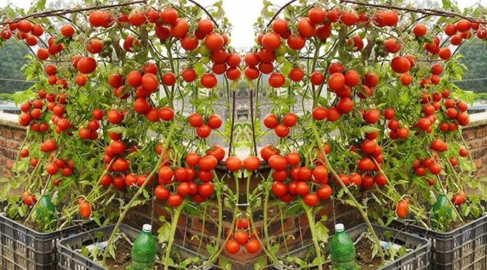 Cherry Tomato Cultivation