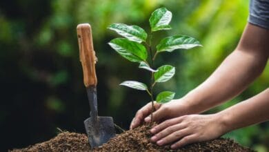 Nutrients for Plants