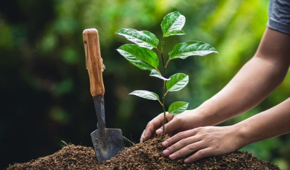 Nutrients for Plants