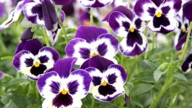 Pansy Flowers Cultivation