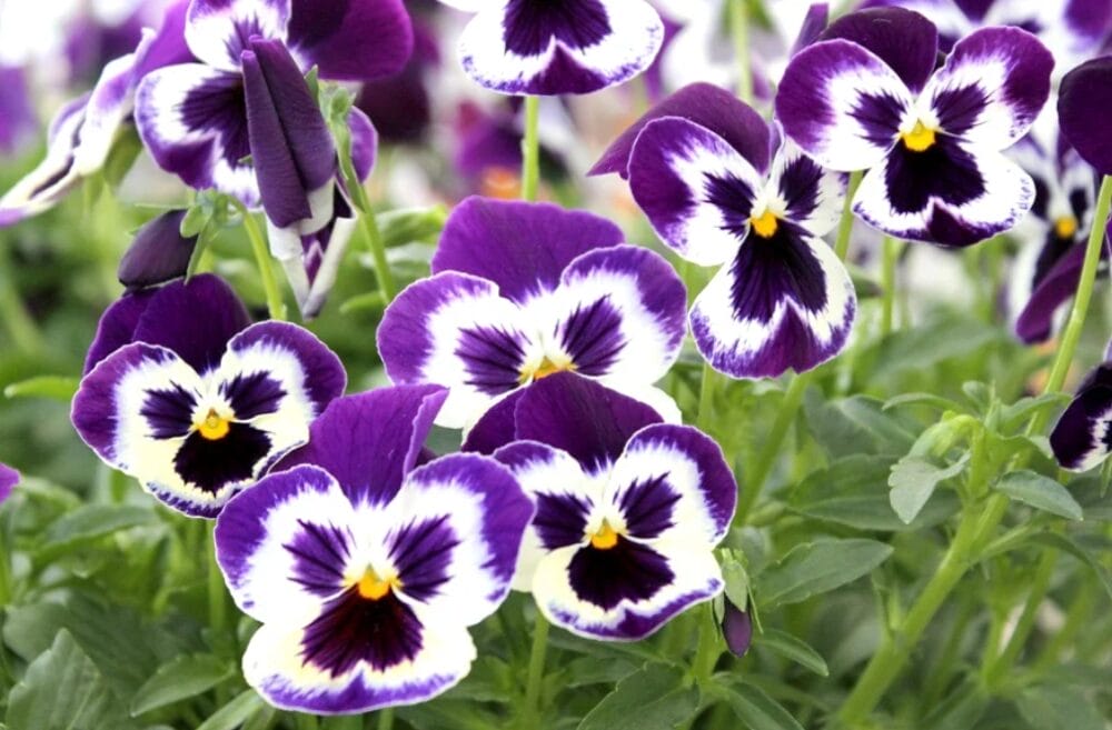 Pansy Flowers Cultivation