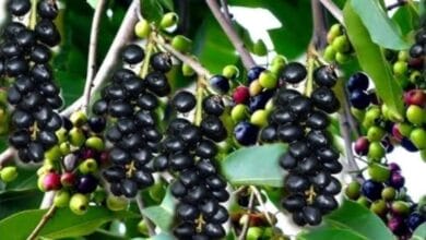 How to Grow Jamun Tree