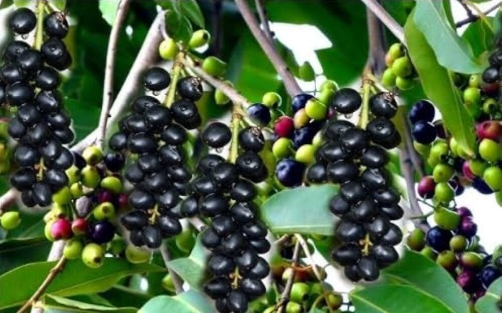 How to Grow Jamun Tree