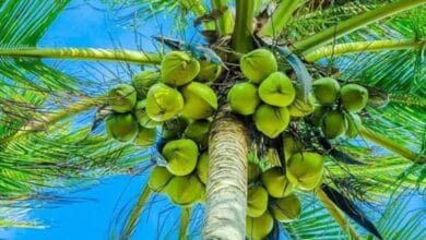 Organic Fertilisers for Coconut Trees