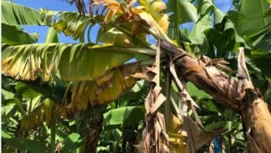 Diseases of Banana