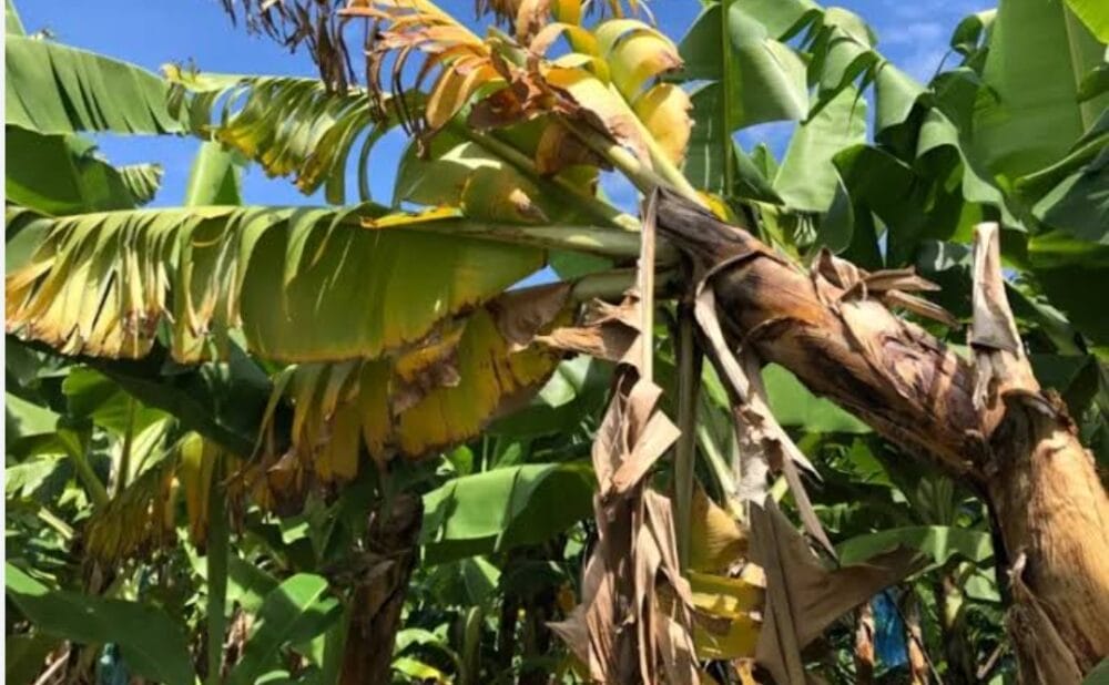Diseases of Banana