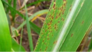Diseases of Sugarcane