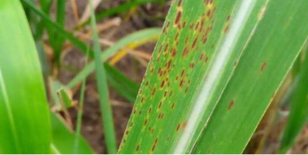 Diseases of Sugarcane