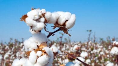 Cotton cultivation